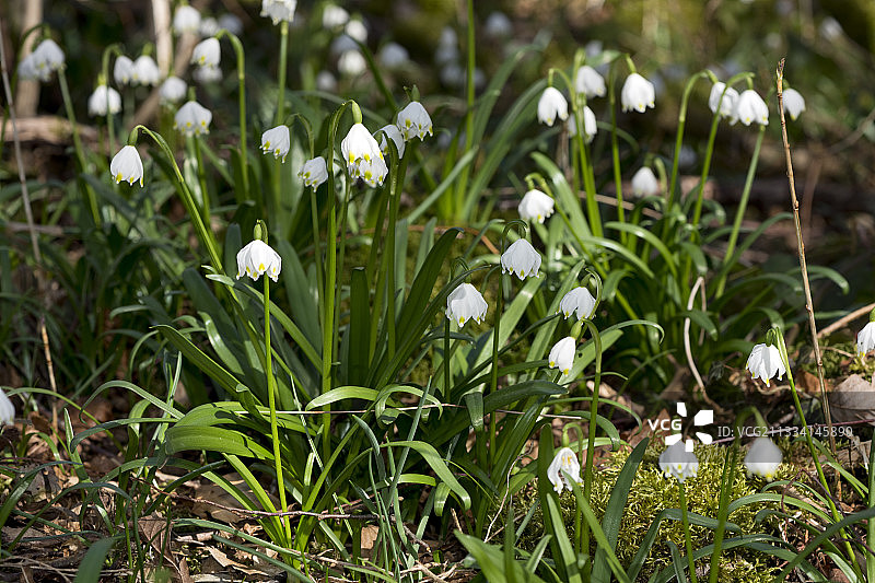 法国比热地区林下盛开的春雪花图片素材