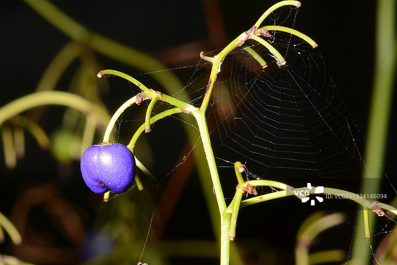 腺柄山菅兰果实 - 新喀里多尼亚图片素材