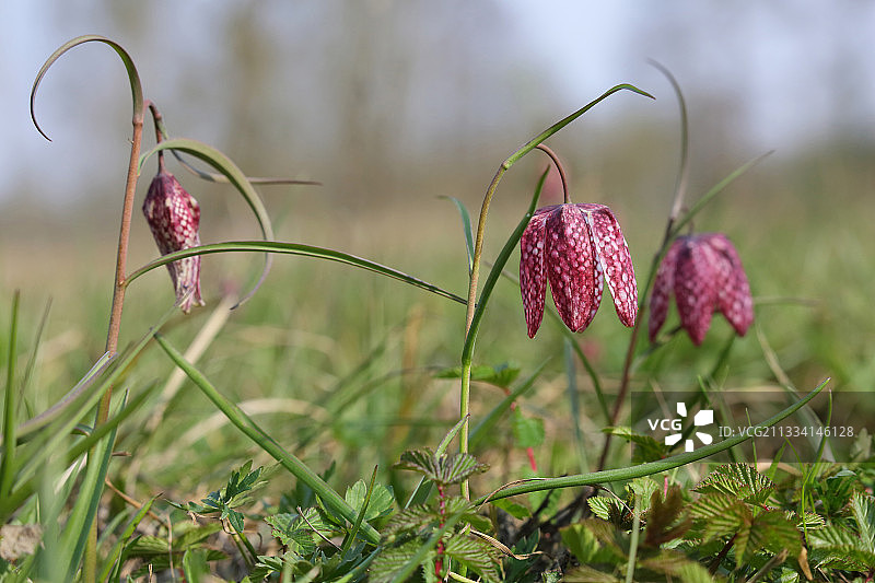 图赖讷的草甸贝母花，法国图片素材