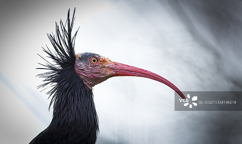 北秃 ibis 肖像图片素材