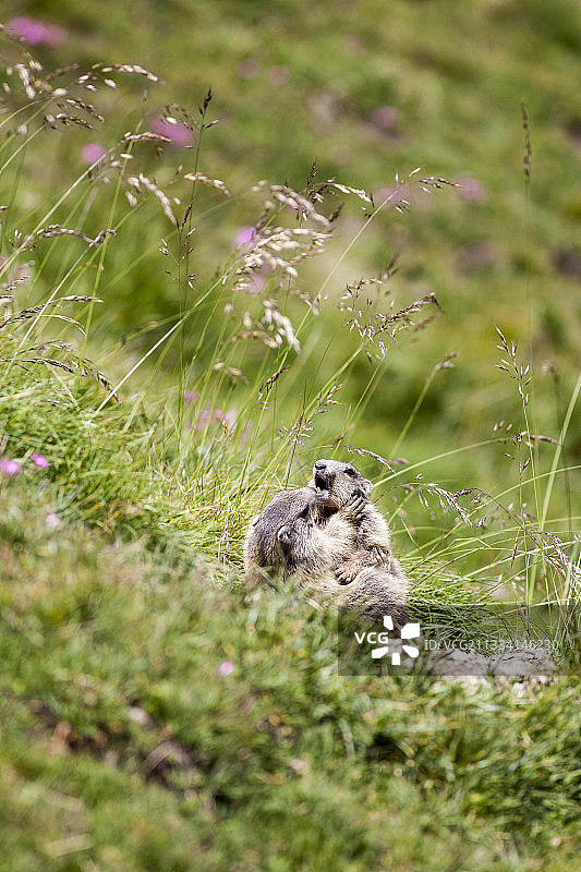 法国于贝耶阿尔卑斯山的土拨鼠图片素材