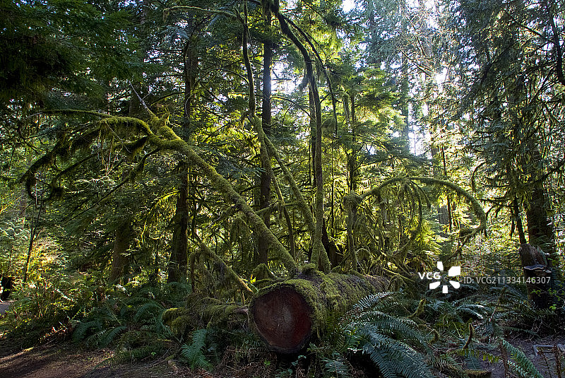 大教堂林地图片素材