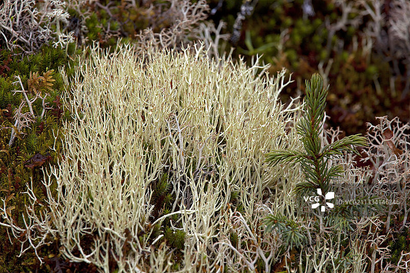 北方森林中的杯状地衣-加拿大魁北克图片素材