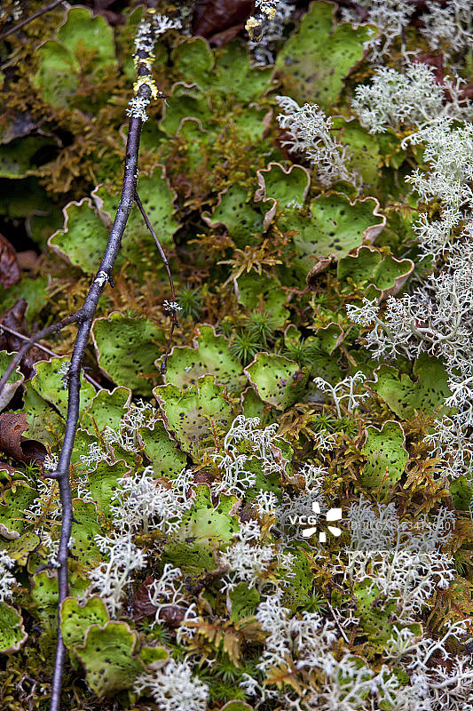 肺衣地衣杯藓与灌木-加拿大魁北克图片素材