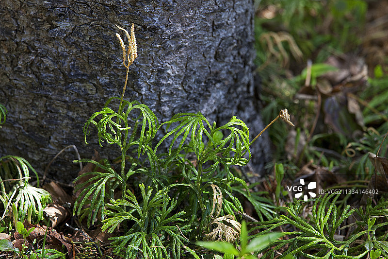 加拿大魁北克省的雪松林下层植被图片素材