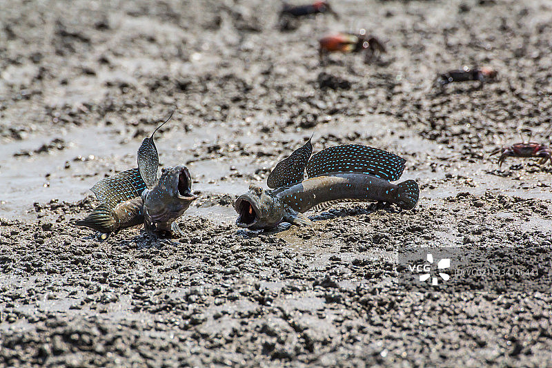花瓶上的栉鰕虎鱼——日本九州岛图片素材
