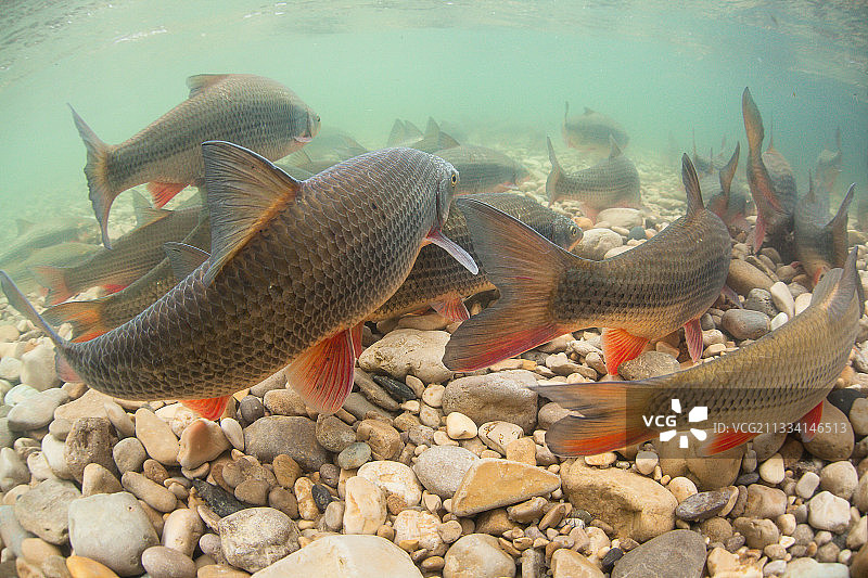 欧洲鮈产卵，法国安河图片素材