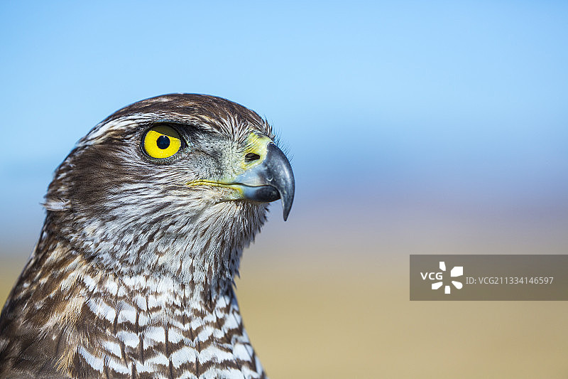 北苍鹰肖像 - 西班牙布尔戈斯图片素材