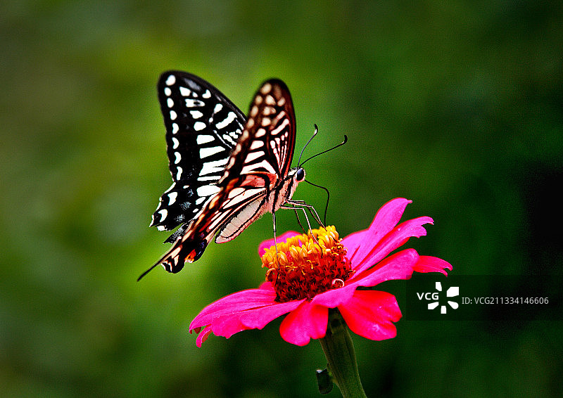 上海崇明花博会图片素材