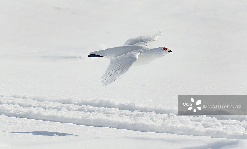 飞行中的雷鸟 - 芬兰拉普兰区图片素材