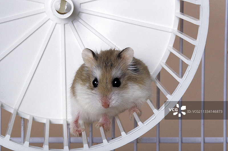 沙漠仓鼠图片素材