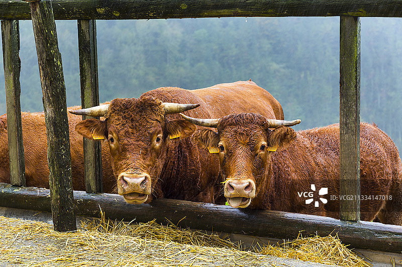西班牙巴斯克地区帕戈塔自然公园的奶牛图片素材