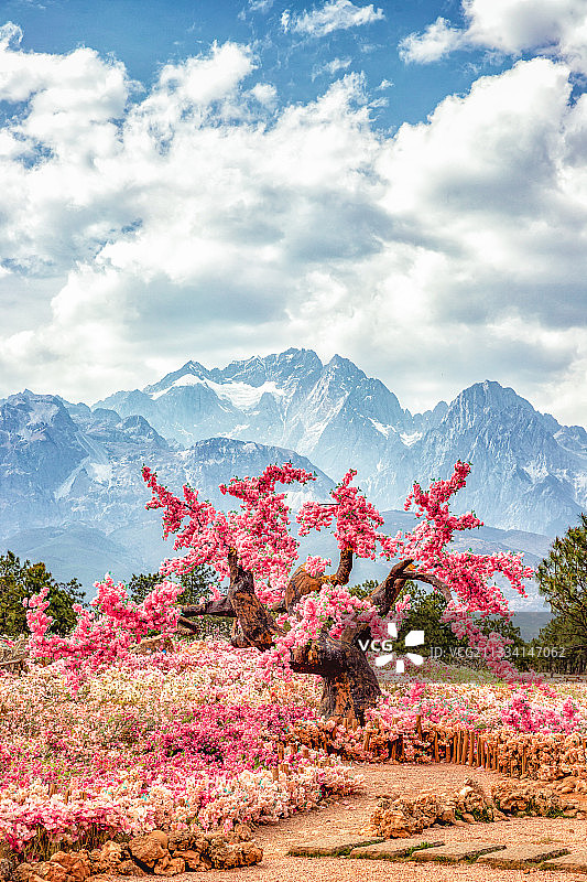云南丽江玉龙雪山东巴谷桃花树图片素材