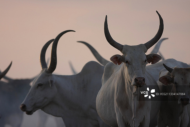牧民夜晚在营地生火，瘤牛争先恐后地利用烟雾来驱虫图片素材