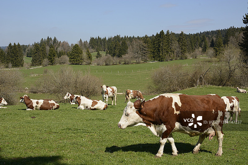 法国草地上的蒙贝利亚尔德奶牛图片素材