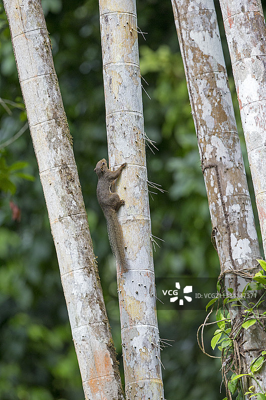马来西亚巴科的竹子上的 Plantain 松鼠图片素材