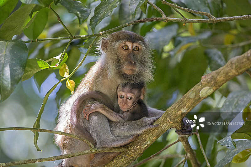 马来西亚巴科的长尾猕猴与幼猴图片素材