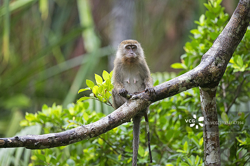 马来西亚巴科森林树枝上的长尾猕猴图片素材