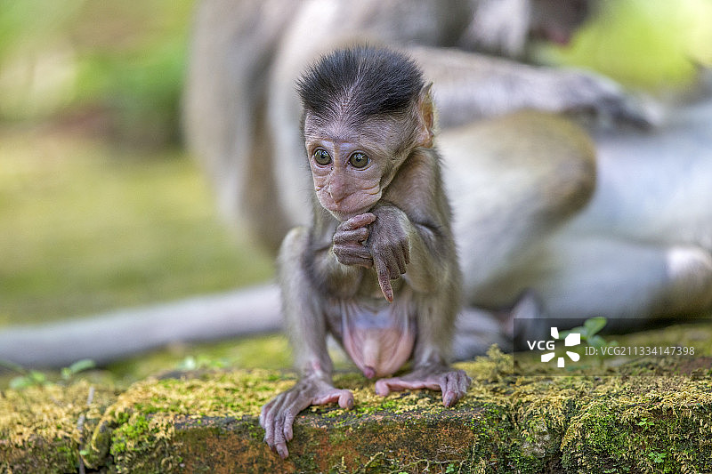 马来西亚巴科的年轻长尾猕猴图片素材