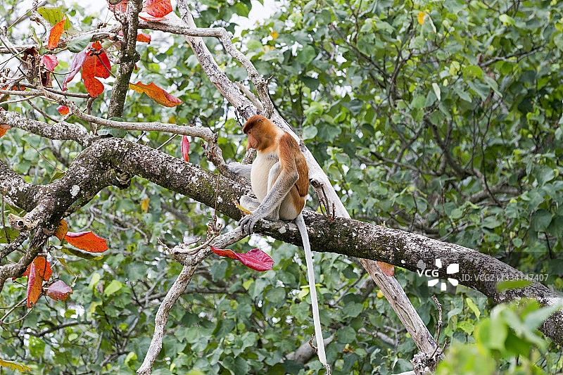 马来西亚巴哥森林树枝上的长鼻猴图片素材