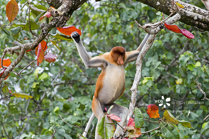 马来西亚巴哥森林树枝上的长鼻猴图片素材
