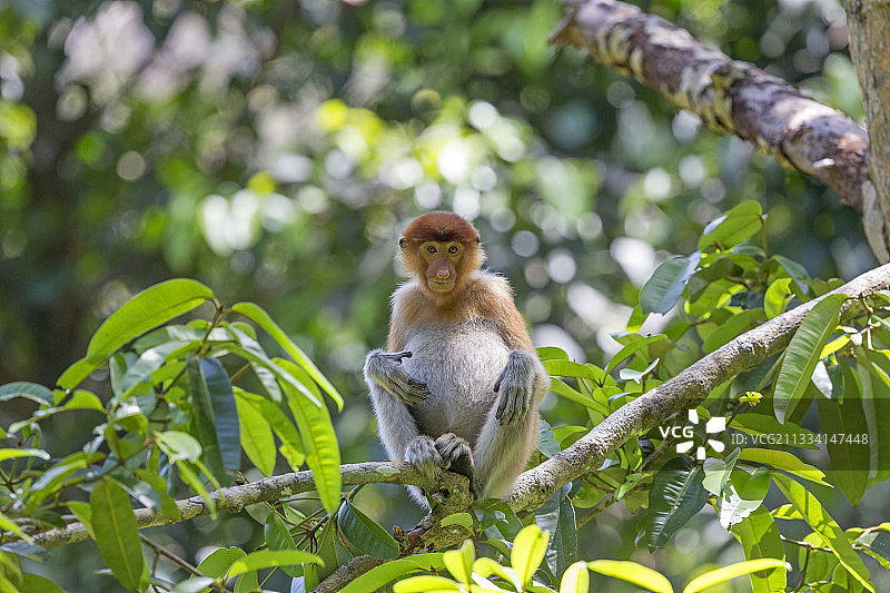 森林中的树枝上的长鼻猴-马来西亚巴科图片素材