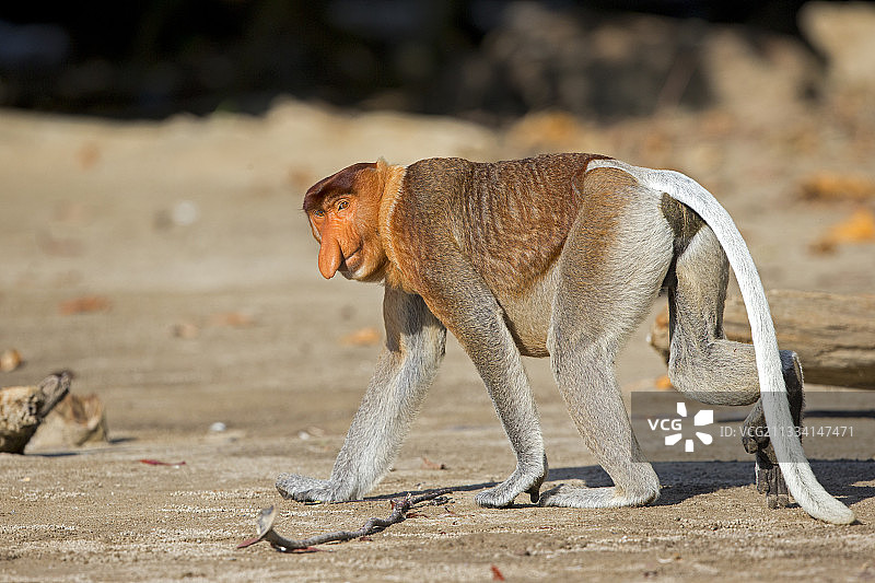长鼻猴在马来西亚巴科海滩上行走图片素材