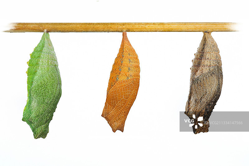 白色背景上的凤尾蝶蛹图片素材