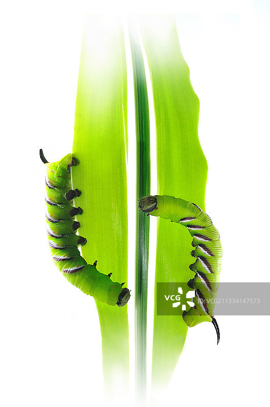 白蜡夜蛾毛虫在叶子上（白底）图片素材