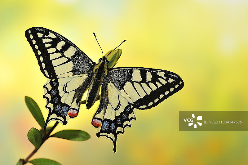 希贝树枝上的燕尾蝶 - 法国图片素材