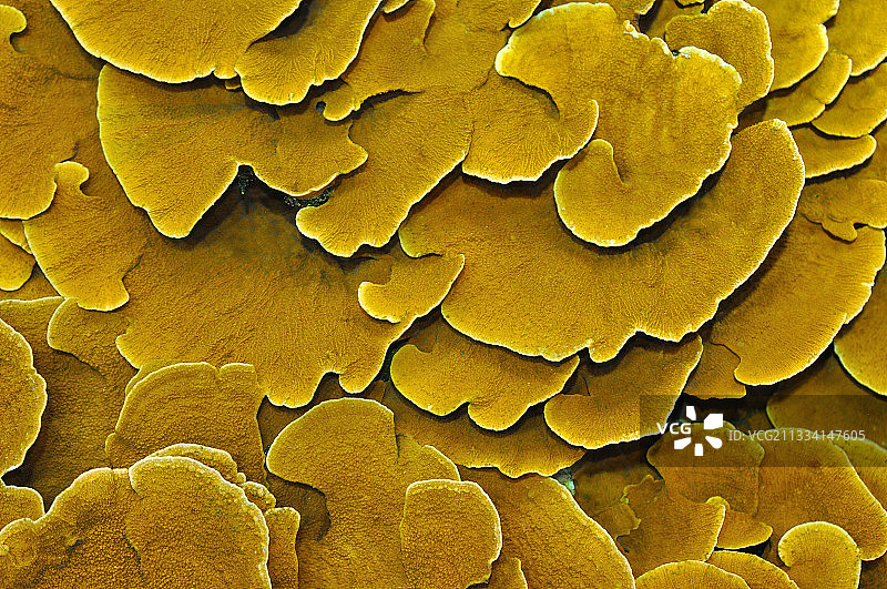 硬珊瑚高原群落图片素材