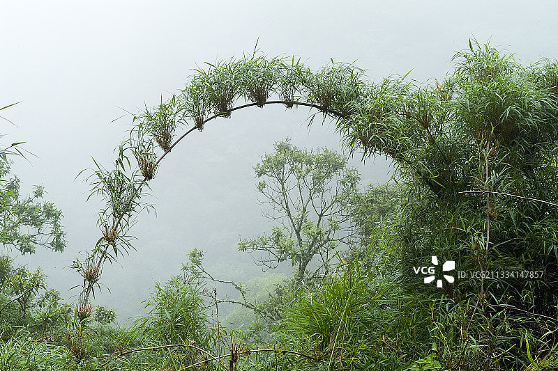 巴西大西洋雨林中的竹子图片素材