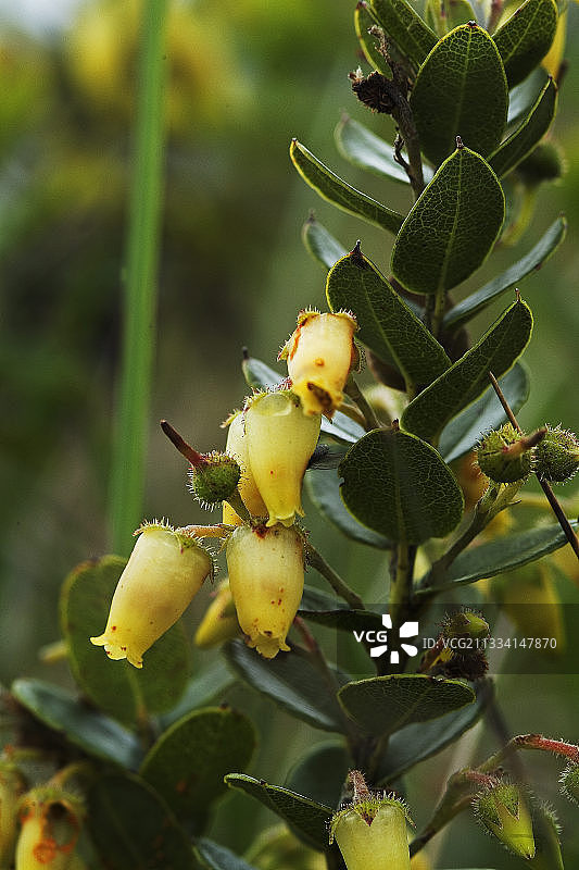 巴西大西洋森林杜鹃花科灌木图片素材