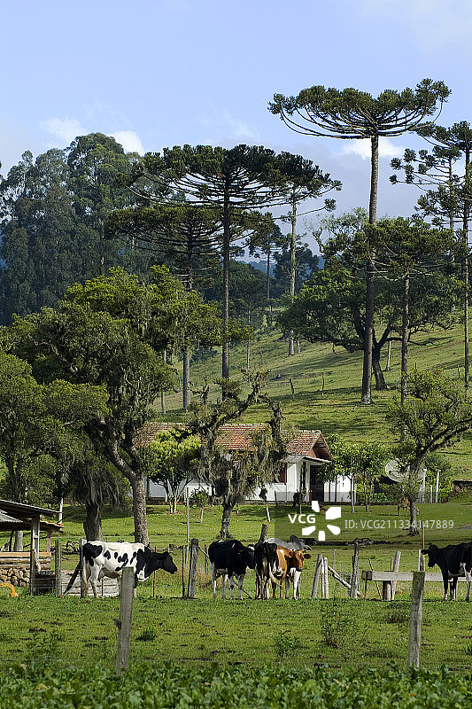 原始森林中被砍伐的巴拉那松树 - 巴西亚特兰大森林图片素材