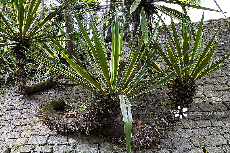 鹅卵石上的彩色丝兰-巴西大西洋森林图片素材