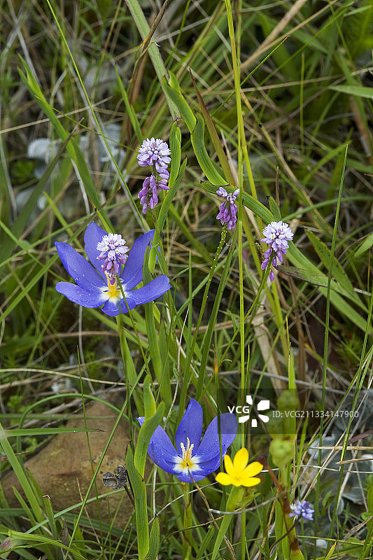 鸢尾科植物——巴西大西洋森林图片素材