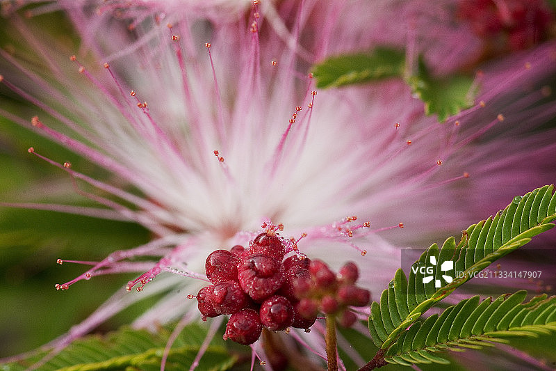 盛开的朱缨花 - 巴西图片素材