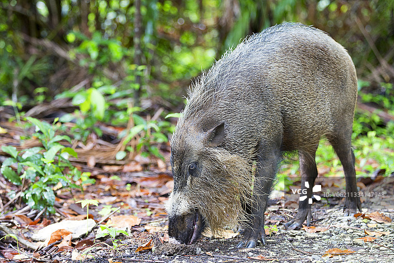 婆罗洲巴科的野猪胡须灌木丛图片素材
