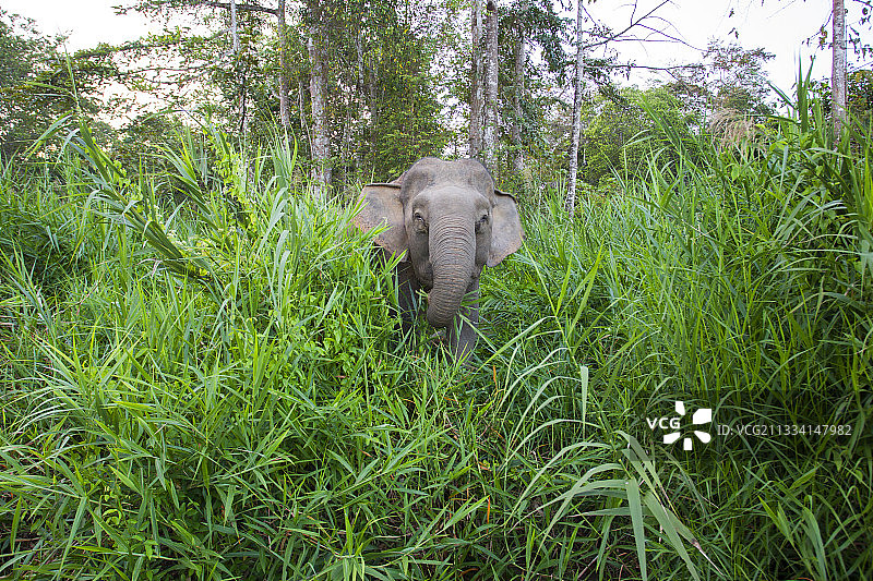 马来西亚，婆罗洲矮象在空地图片素材