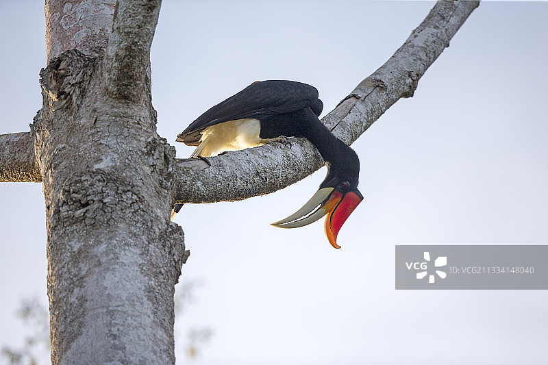 犀鸟在树枝上，马来西亚沙巴图片素材