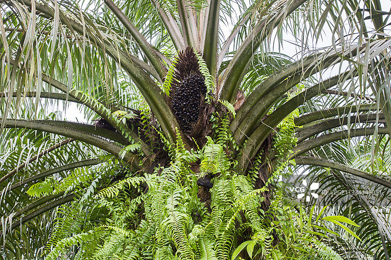 油棕榈 - 沙巴，马来西亚婆罗洲图片素材