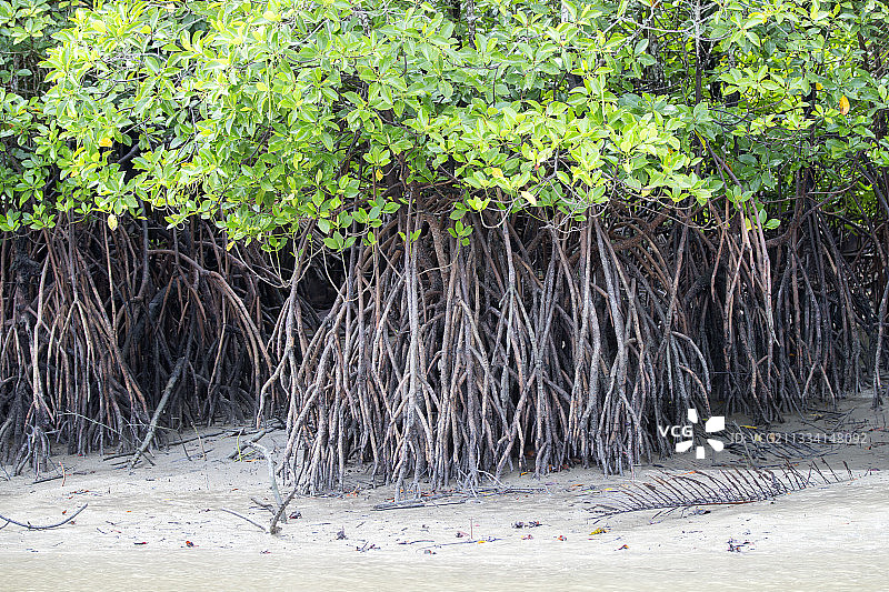 沙捞越婆罗洲沙拉河沿岸的红树林图片素材