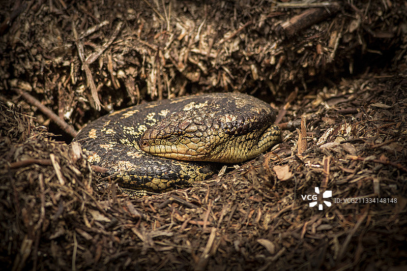 澳洲雪山斑点蓝舌石龙子图片素材