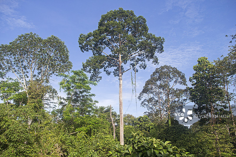 白柳桉图片素材