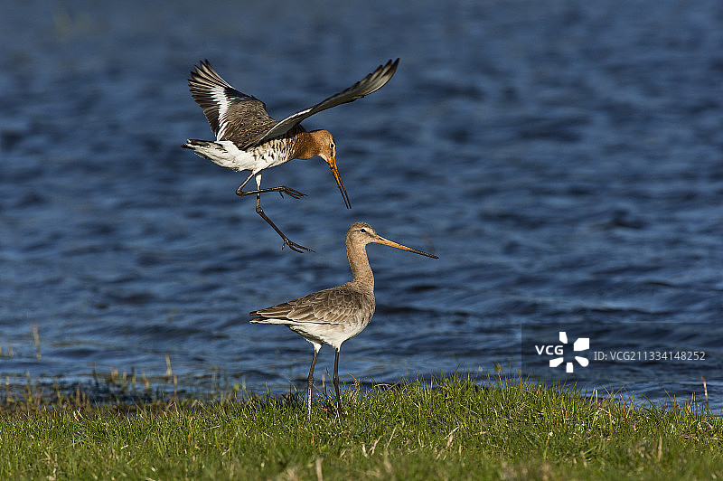 黑尾塍鹬在丹麦岸边交配图片素材