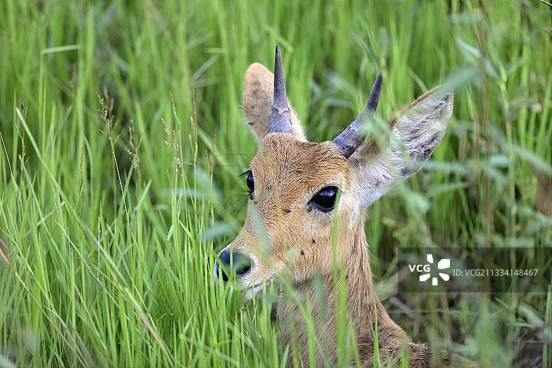 苇羚肖像 - 肯尼亚马赛马拉图片素材
