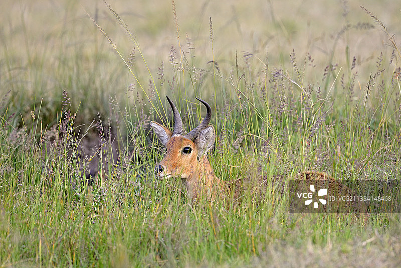 躺在草地上的苇羚 - 肯尼亚马赛马拉图片素材