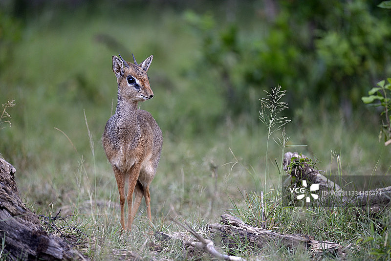 马赛马拉肯尼亚草原上的柯氏小羚羊图片素材