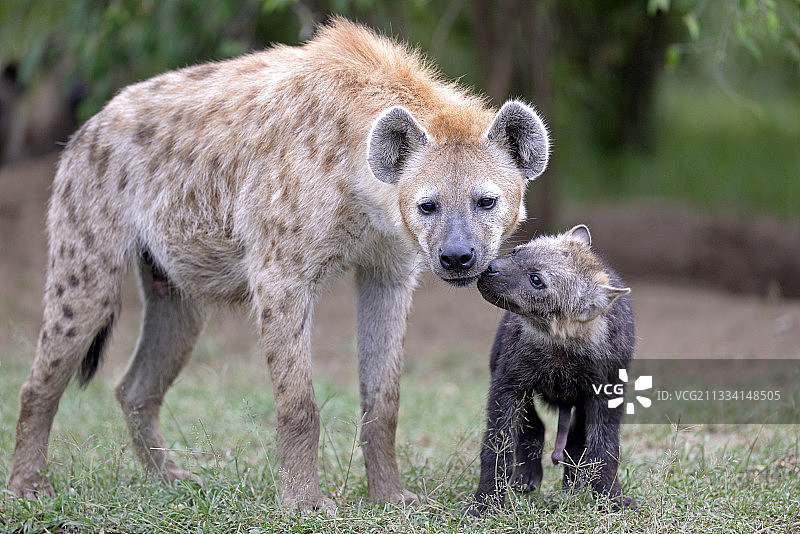 马赛马拉肯尼亚的斑点鬣狗和幼崽图片素材