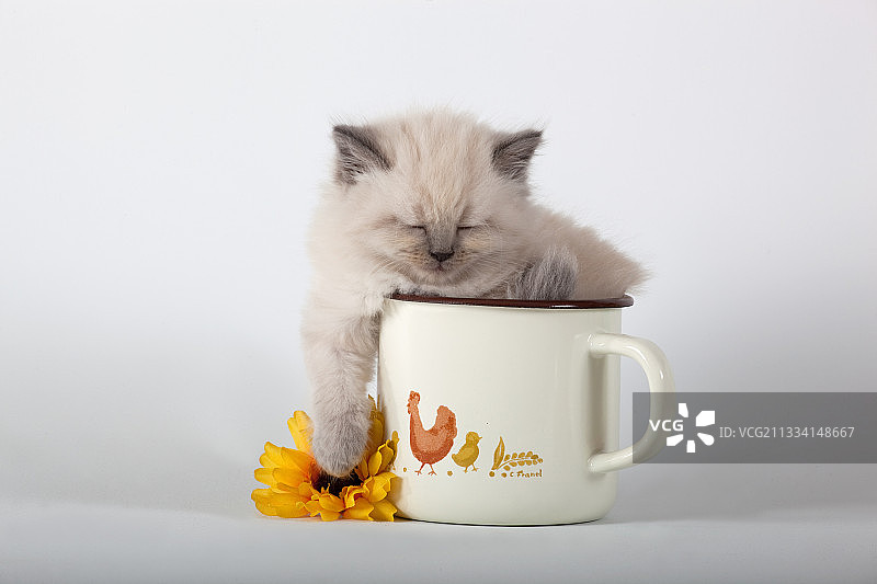 年龄：6周图片素材